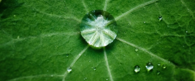 Taskforce on Nature-related Financial Disclosures and the rise of nature disclosure regulation