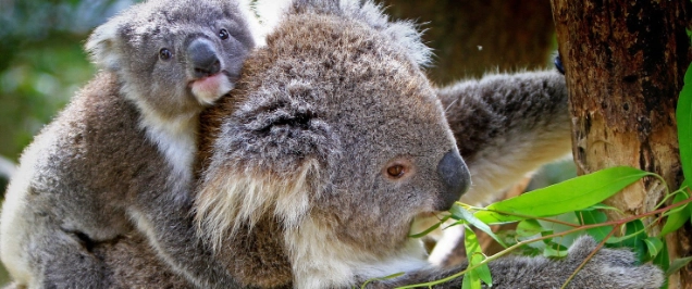 Federal koala listing for Qld, NSW and ACT upgraded to “endangered”