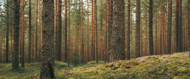 Seeing the wood for the trees – Are we at peak reporting?