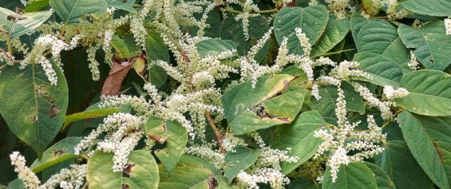 A knotty nuisance: Japanese knotweed for developers